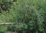 IMG-20250623-WA0003.jpg